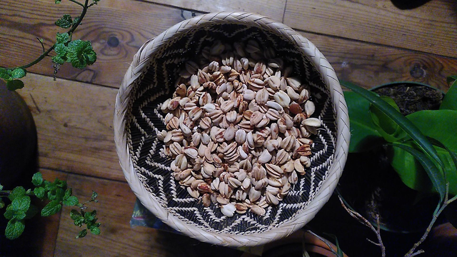 Kambisa! Kerstboompakket  - Musuku, Phacelia, Inkarnaatklaver &amp; Serradella