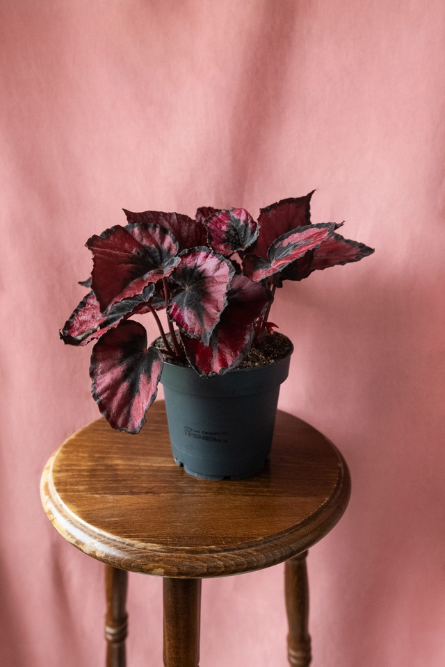 Begonia 'Red Kiss' 🌿