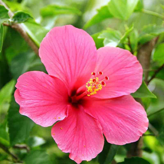 Boucles d&#039;oreilles Hibiscus