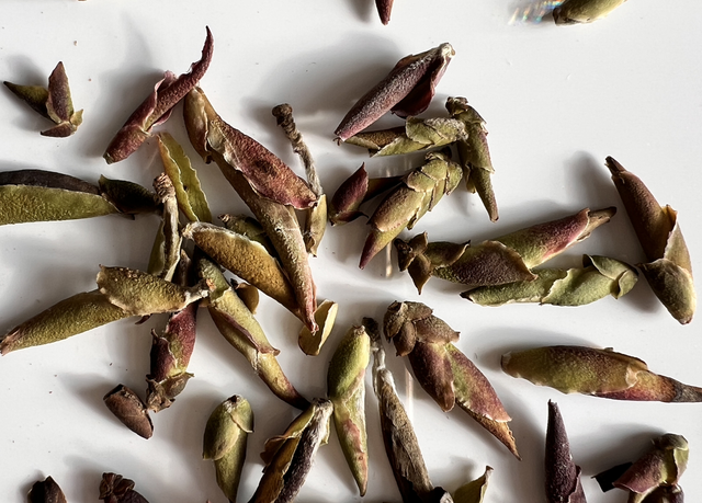 Wild Forest Dragon Claw