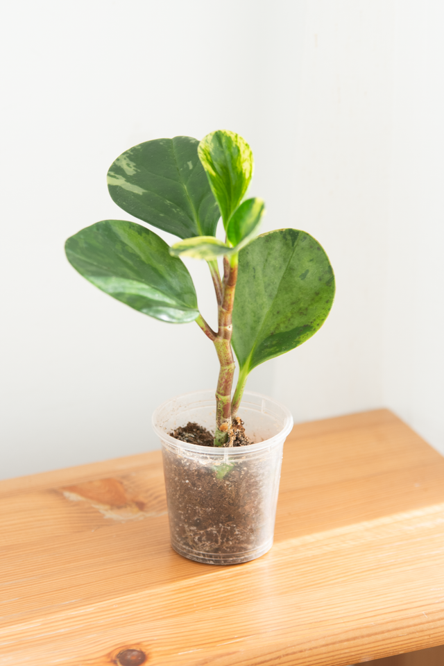 Peperomia Obtusifolia Marble (mini) 🌿