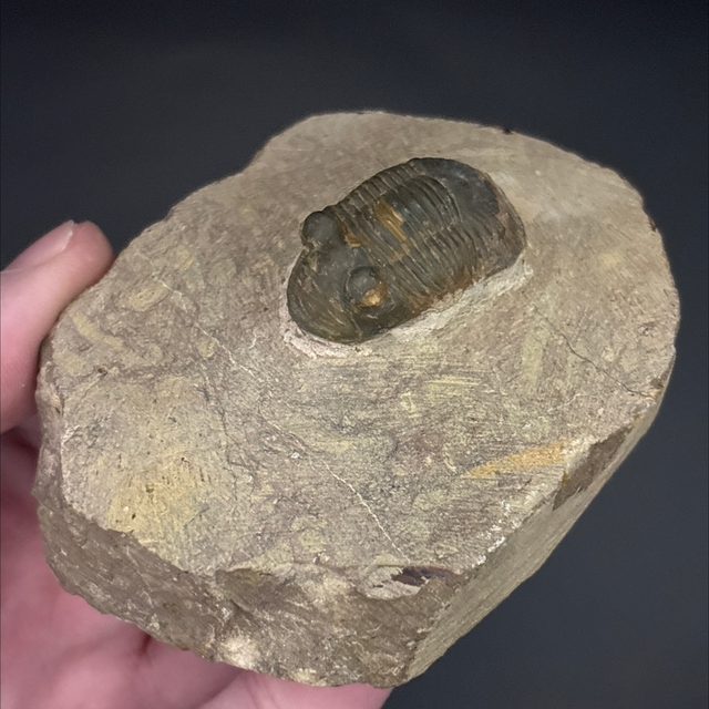 Paralejurus Trilobite 