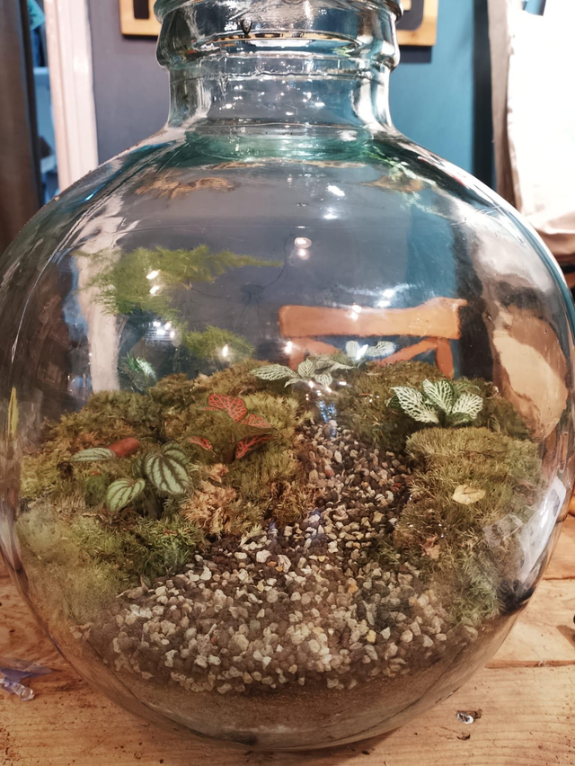 Vintage glass terrarium (large) 