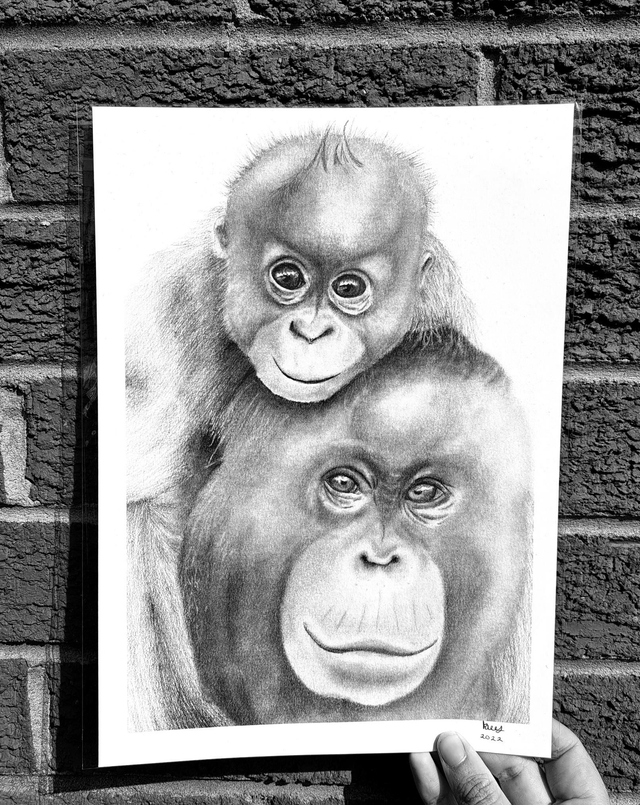 Orangutan A4 Print