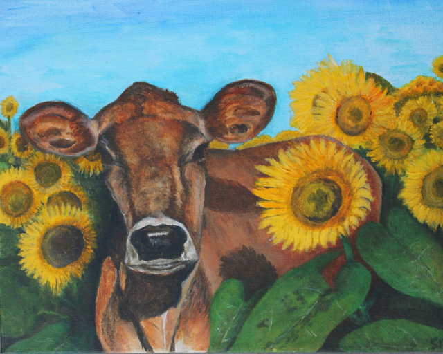 Limousin cow on the edge of a sunflower field