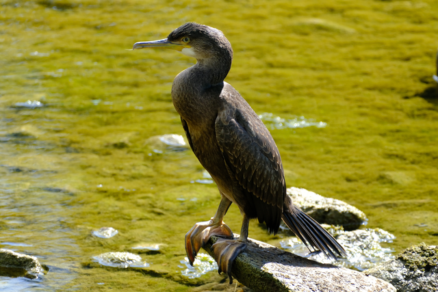 A4 Young Cormorant - Photoprint Unframed