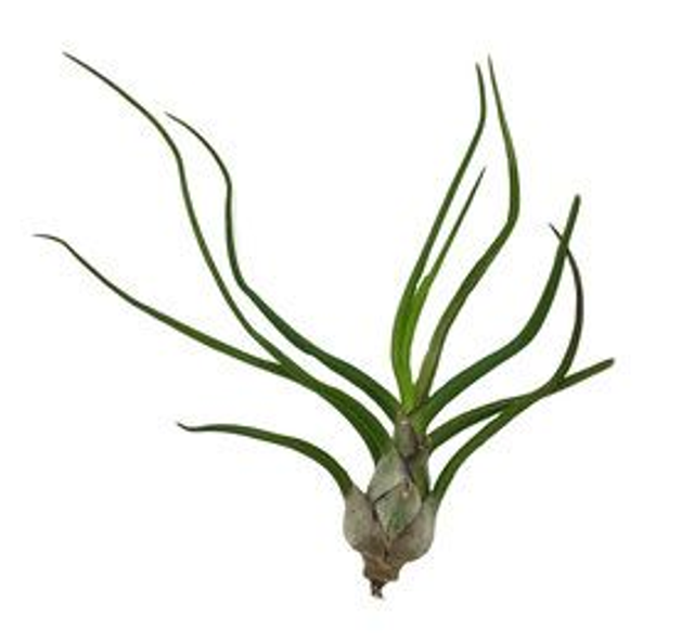 Tillandsia bulbosa L