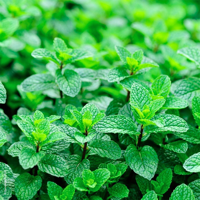 Menthe Verte - bio 25g