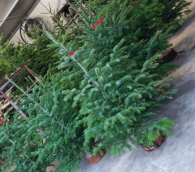 NORDMANN COUPÉ 100/150