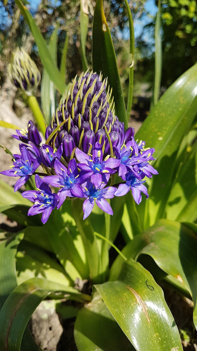 Scilla peruviana - 1ltr pot