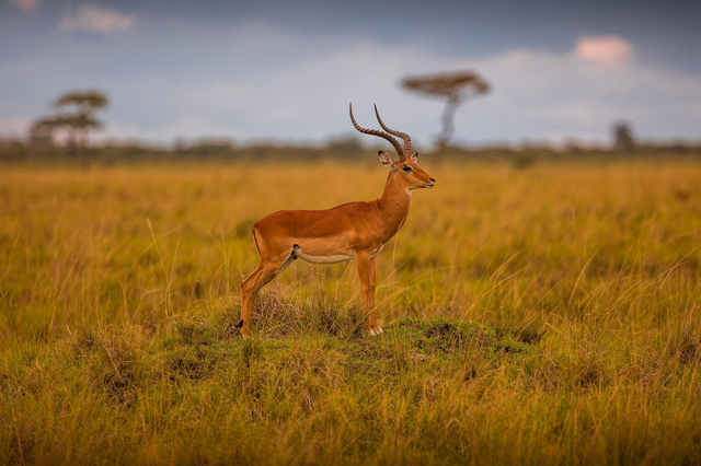 Tirage d'art : Le Guetteur