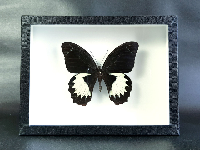 Papilio aegeus