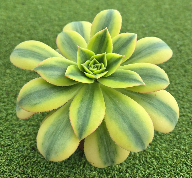 Aeonium &#039;Floresens&#039;
