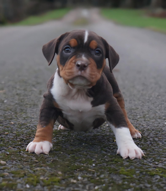 Phoenix bully's kennel Aïka