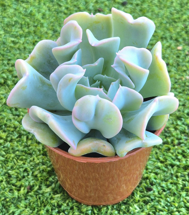 Echeveria &#039;Runyonii&#039;