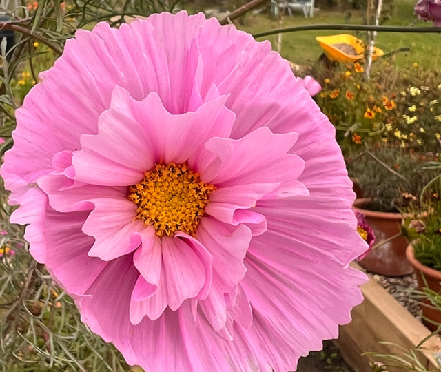 Cosmos Cupcakes Sakura