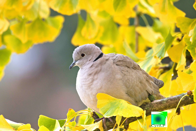 tourterelle ginkgo biloba Dimensions extérieures : 50 x 29 cm 1 cm bord blanc 