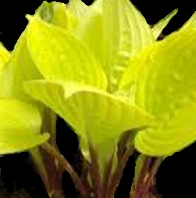 Hosta &#039;Fire Island&#039; P9 (0.5l)