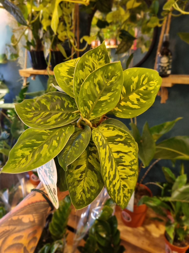 Homalomena wallisii camouflage, queen of hearts 