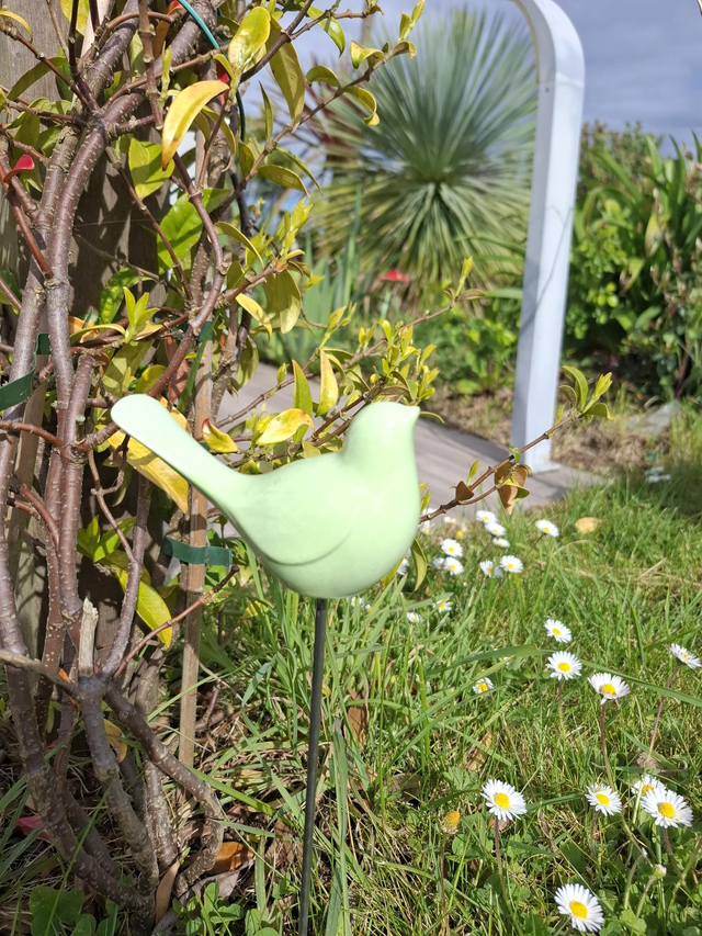 Oiseau vert amande