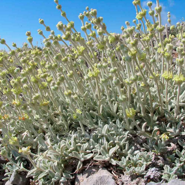 Thé Grec des montagnes