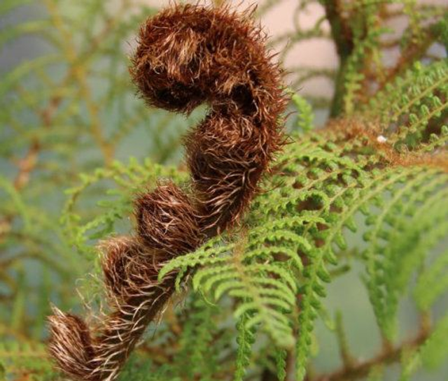 Cyathea tomentosissima - Highland Lace Tree Fern