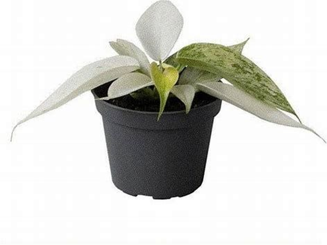 Pots - 9f 1 x pot 