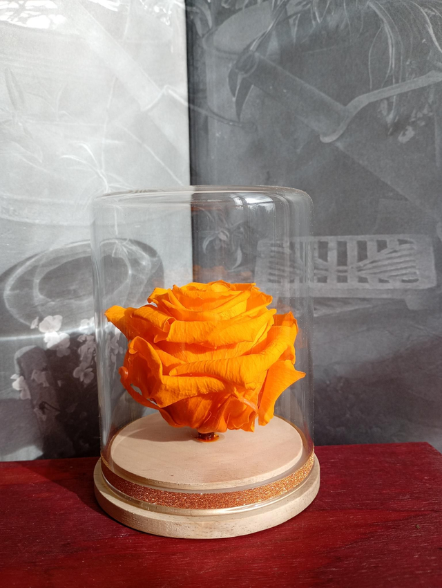 S08 unique rose orange