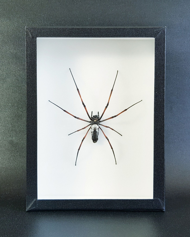 Trichonephila inaurata 