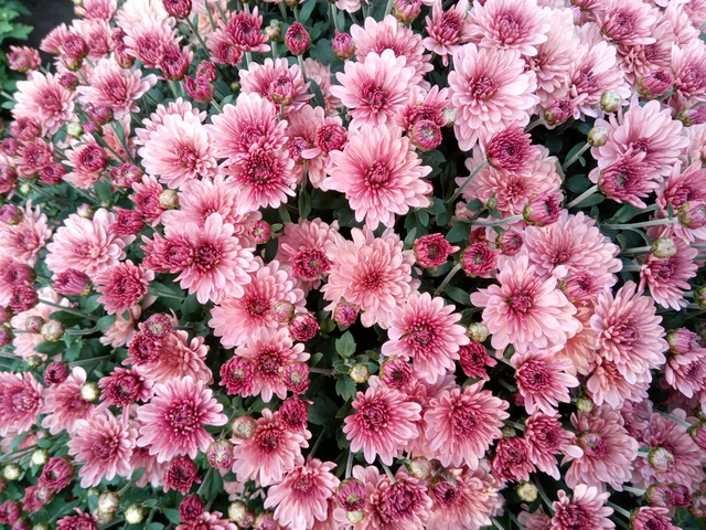 Coupe de chrysanthème 