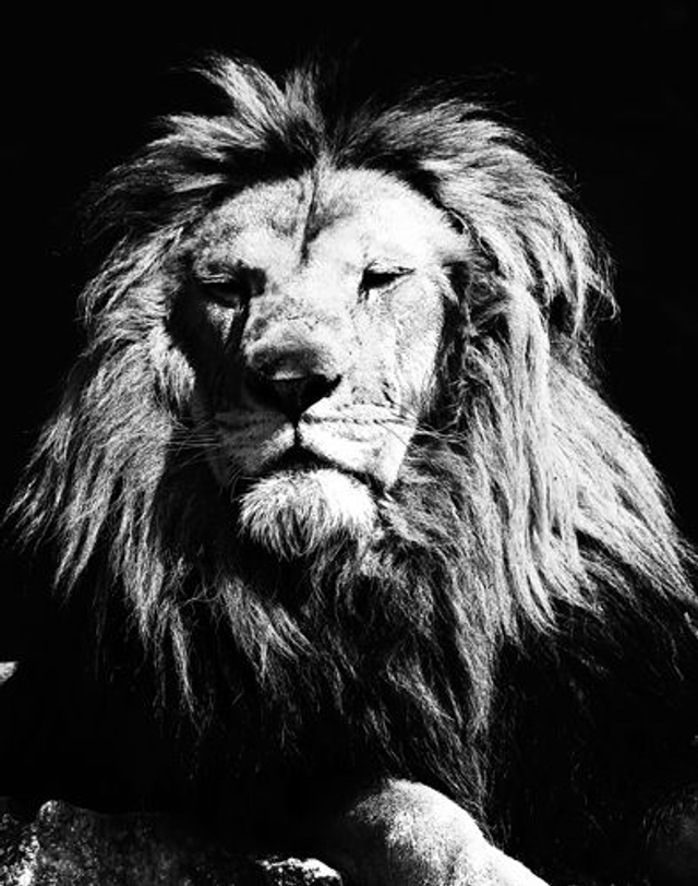 Sa Majesté (Noir & Blanc) - ref: 4501nb