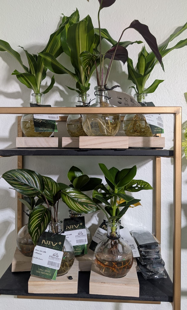 Glas mit LED + Pflanze