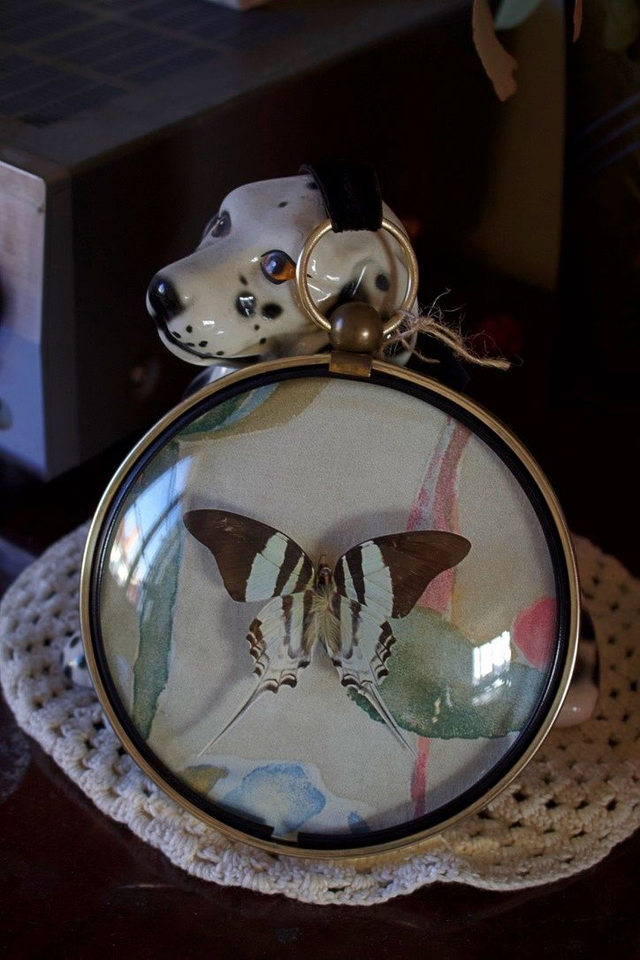 Graphium Dorcus Dorcus