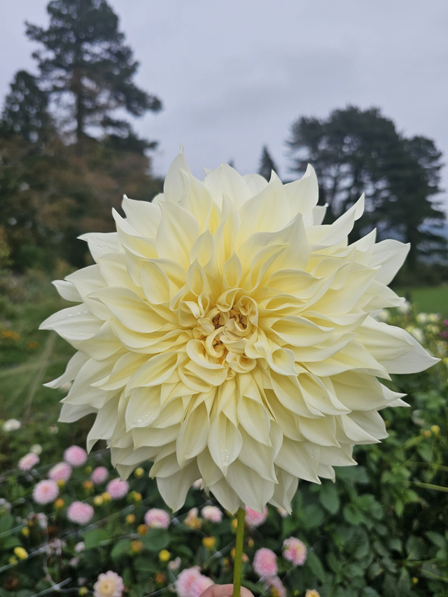 Cut and Create a Vase of Dahlias ~ Tuesday 5th August - 10am - 1pm