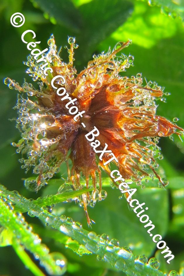 Impression sur alu dibond - Rosée et gouttes de pluie (ref 7450)