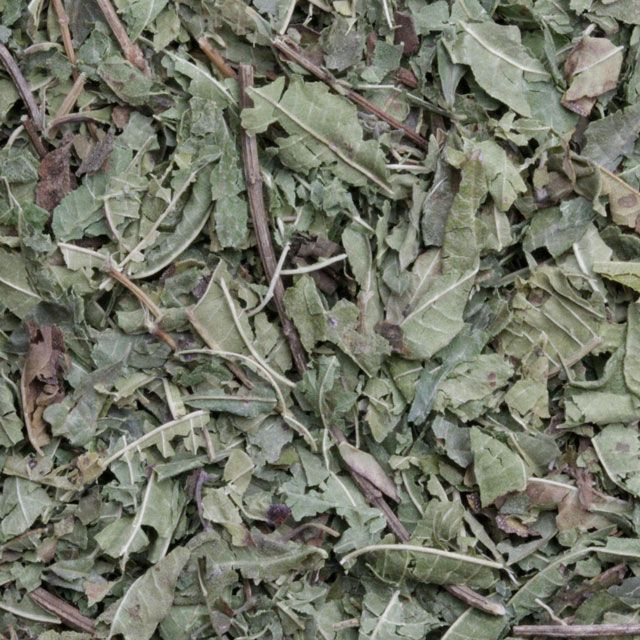 Citroenverbena (lemon verbena) - BIO