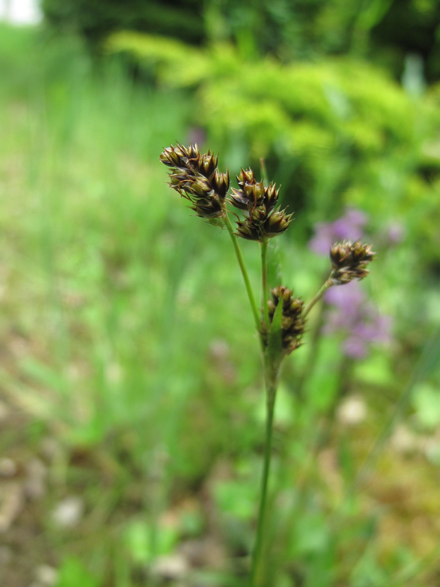 Luzule champêtre (Luzula campestris)