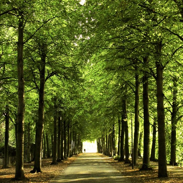 Promenade im Grünen