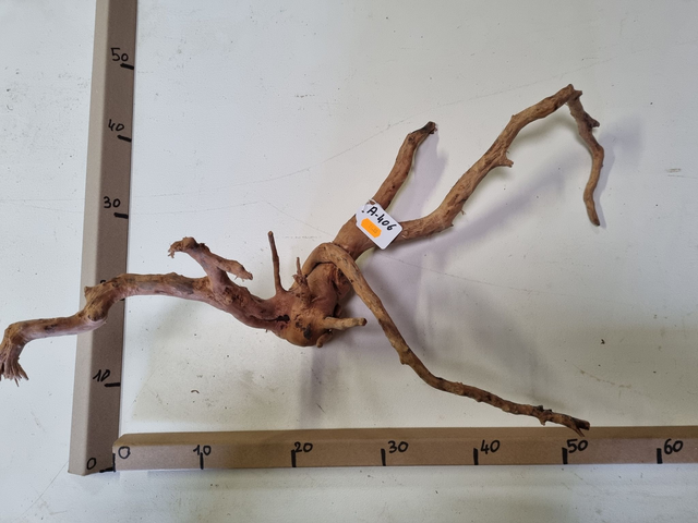 Racine araignée A-406