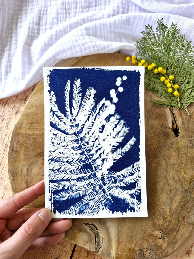 💙 Cyanotype - Carte 9 - Mimosa Ô! - Mini CyanÔ