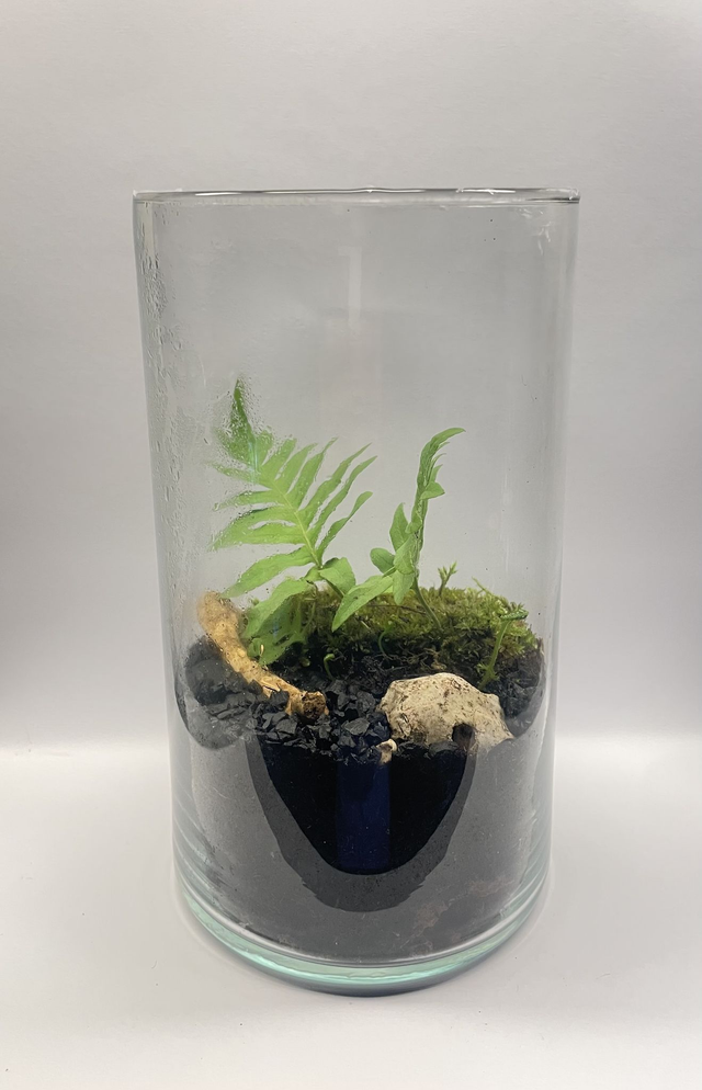 Biosphère Bioactive "Polypode"