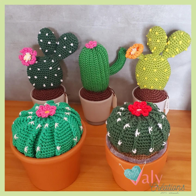 Cactus en pot ( sur commande)