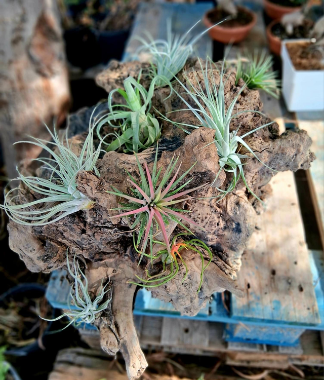 B73 . Tillandsia