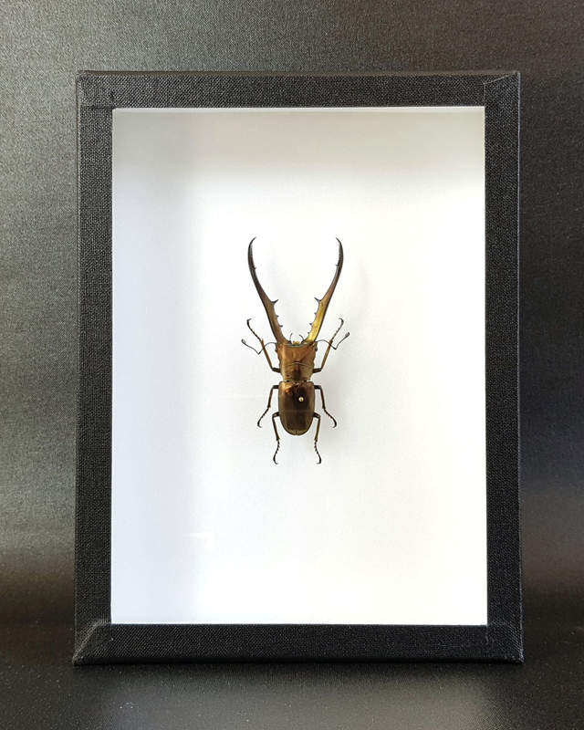 Cyclommatus metallifer finae