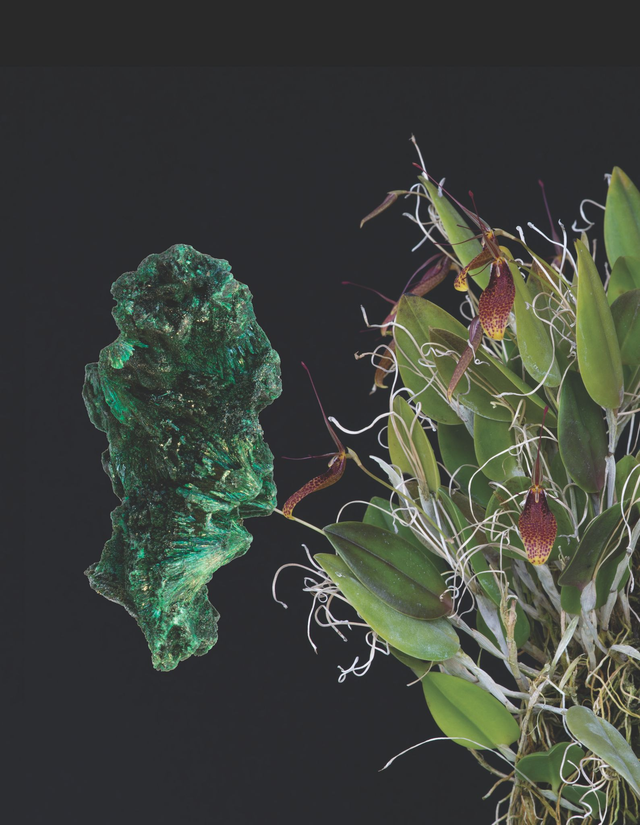 Orchid Wood Element Essence