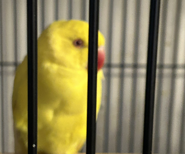 Lutino Baby Indian Ringnecks 