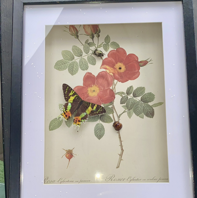 Cadre lithographie, papillon et insecte 