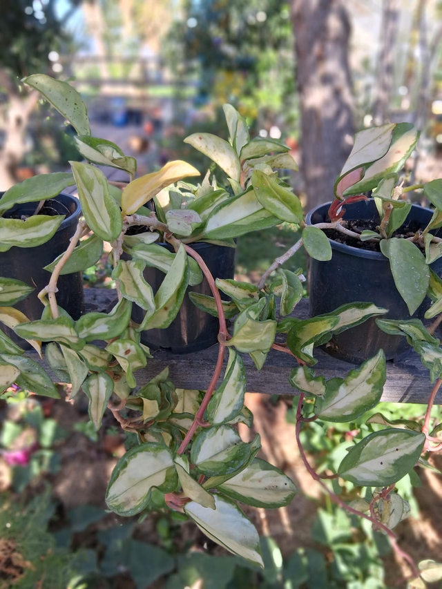 A56 . Hoya Burtoniae variegata