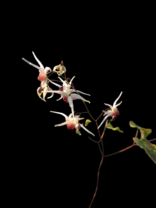 Epimedium &#039; Domino&#039; P9