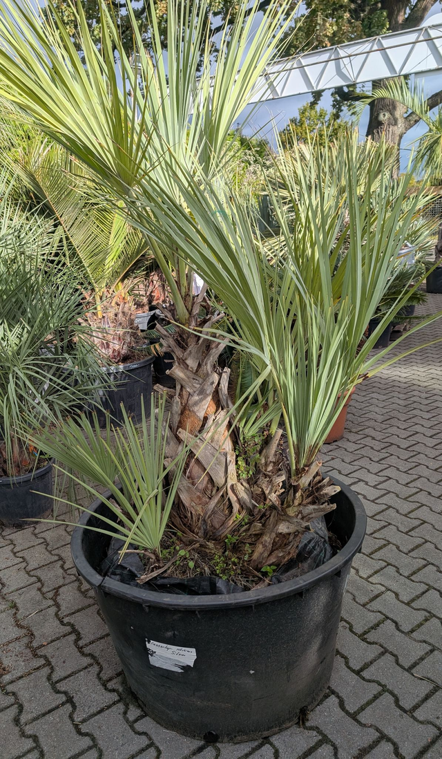 nannorrhops ritchiana silver